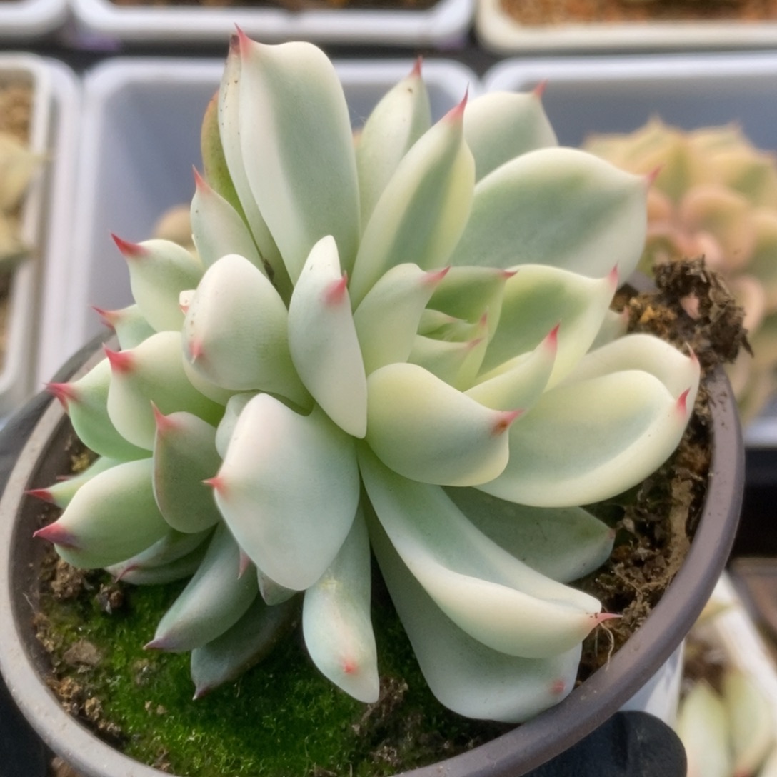 043锦锦锦锦锦锦锦锦锦