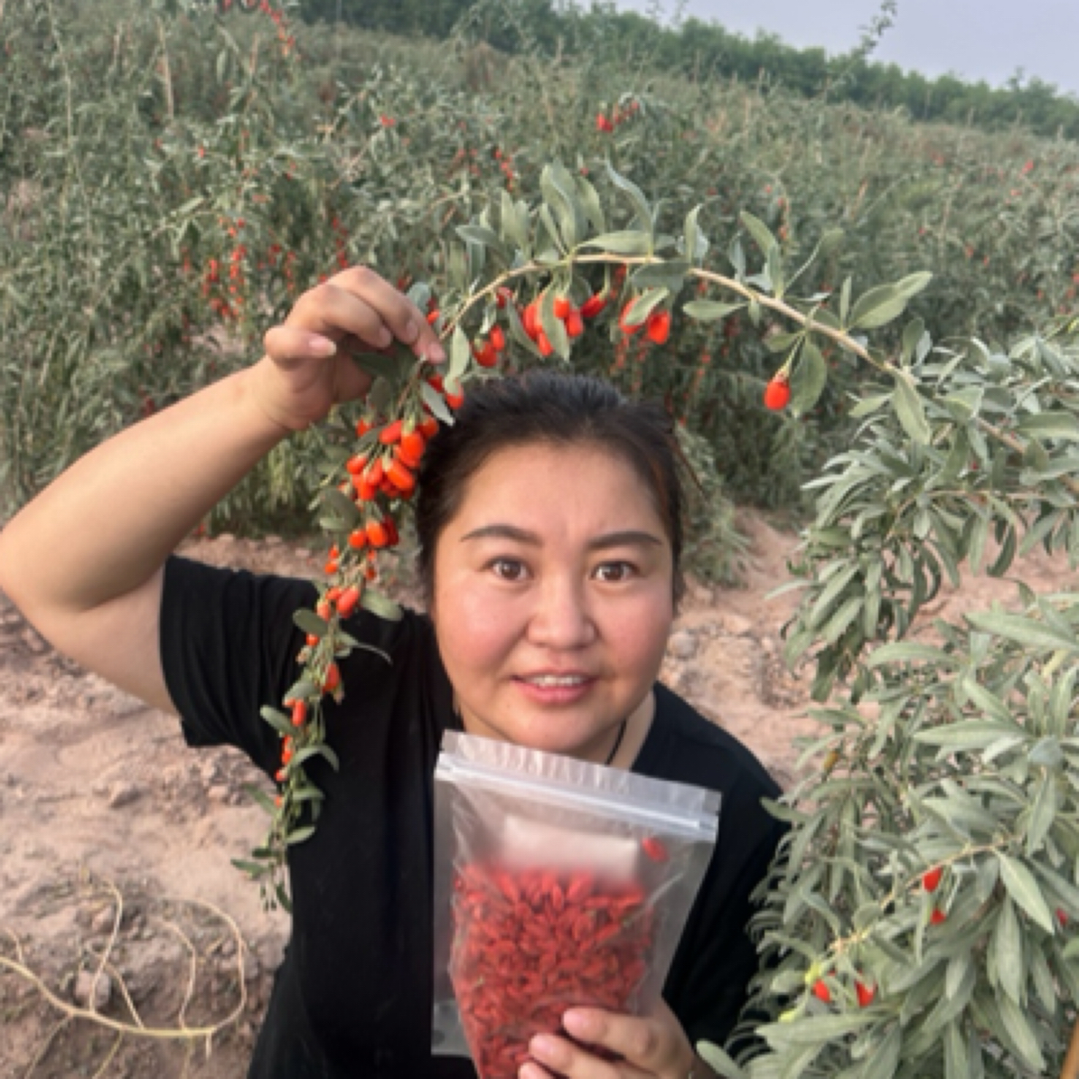 25年新疆头茬红枸杞自然晾晒未硫熏中大果王混装