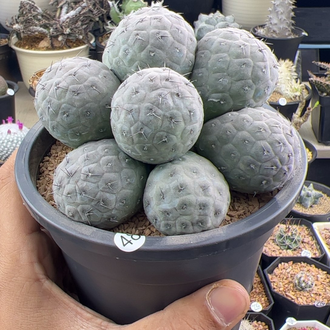 习志野群一物一拍48