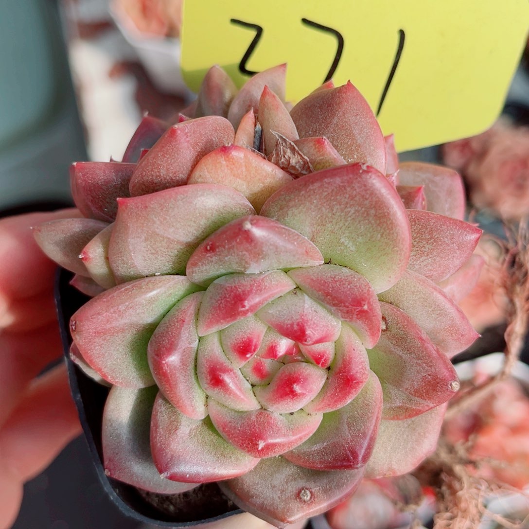 271号小老桩珍妮群