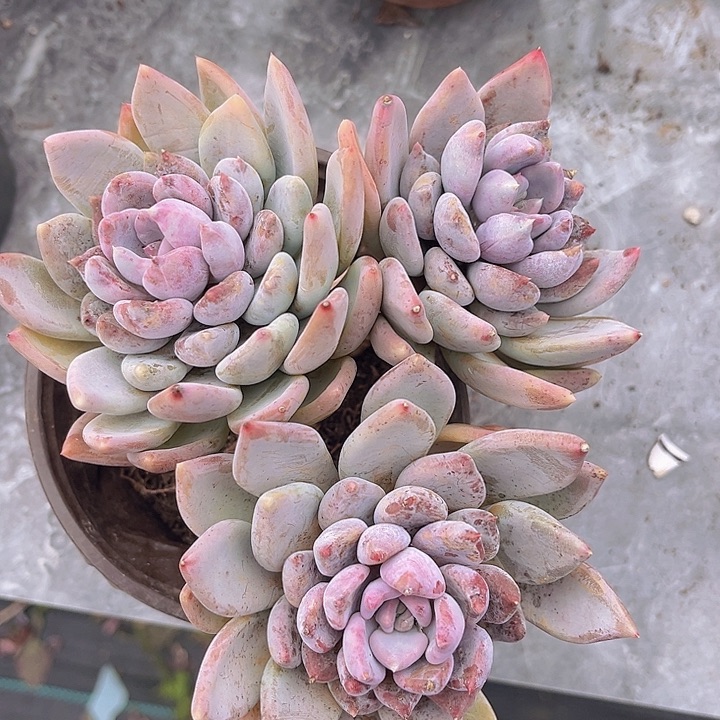 胖美人1313多肉植物