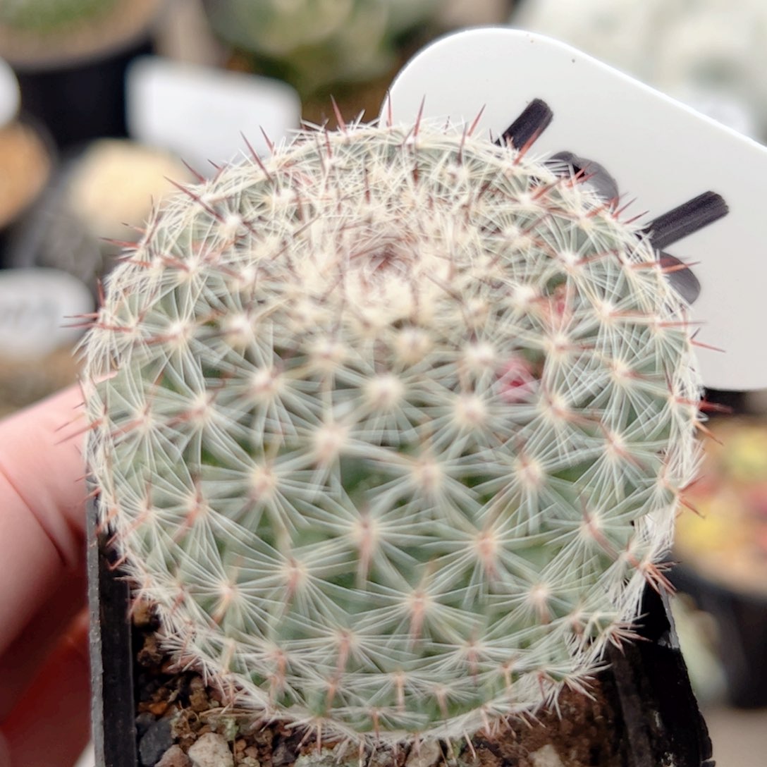 实生恋山彦仙人球