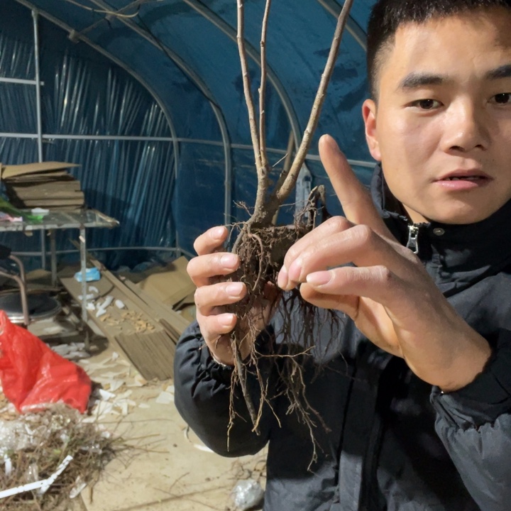 港之曙海棠花一颗苗