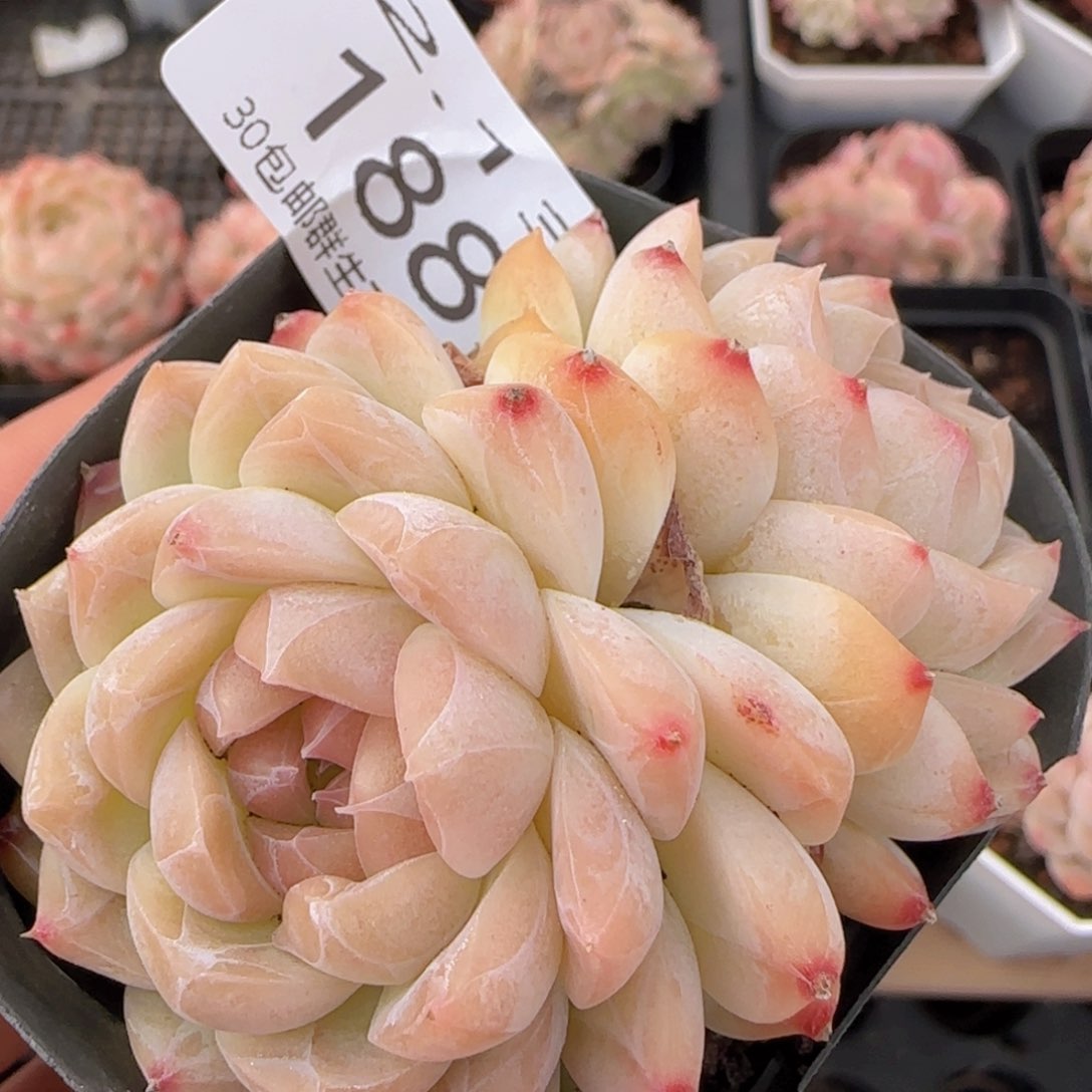 月影珍妮双头一颗脱土