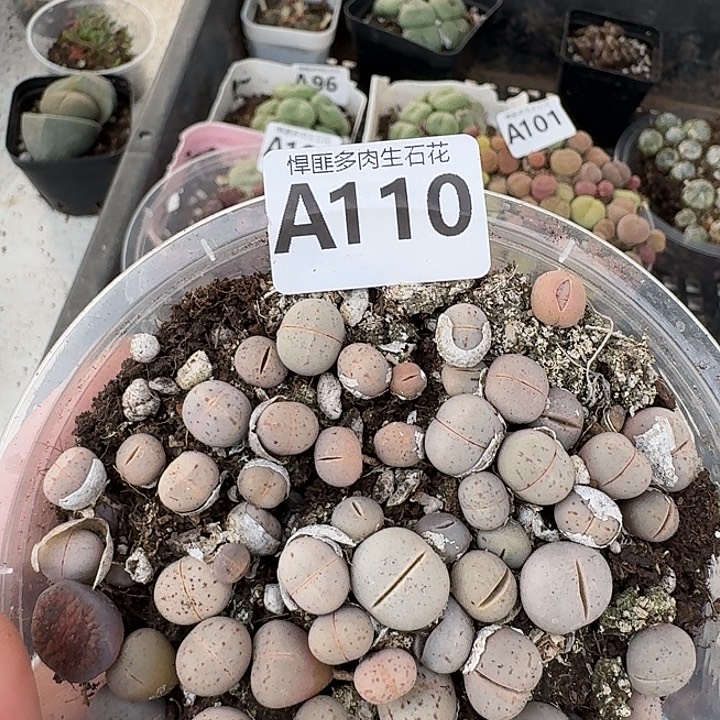 110多肉植物多肉植物