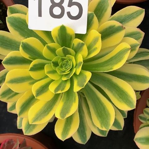 金丝翡翠185法师多肉