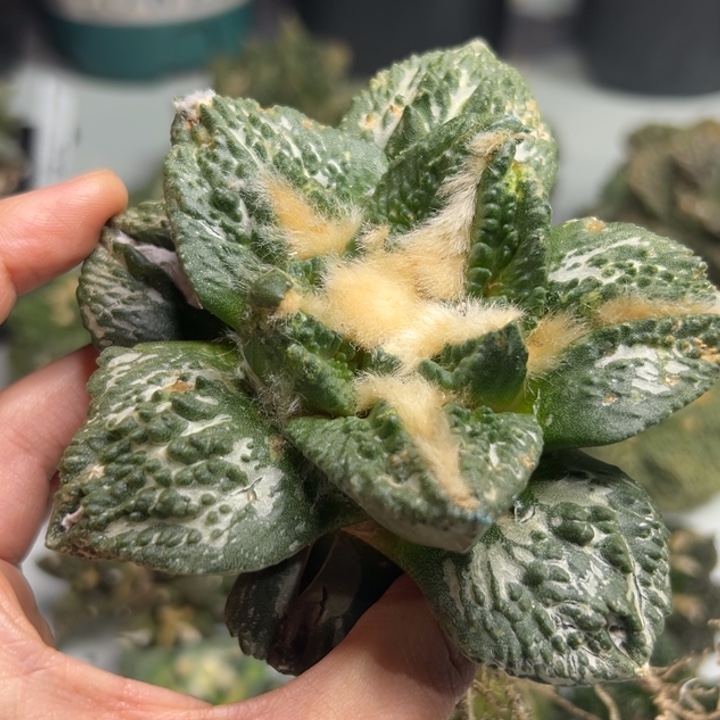 110有根 仙人球的故事