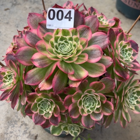 004海王22厘米左右