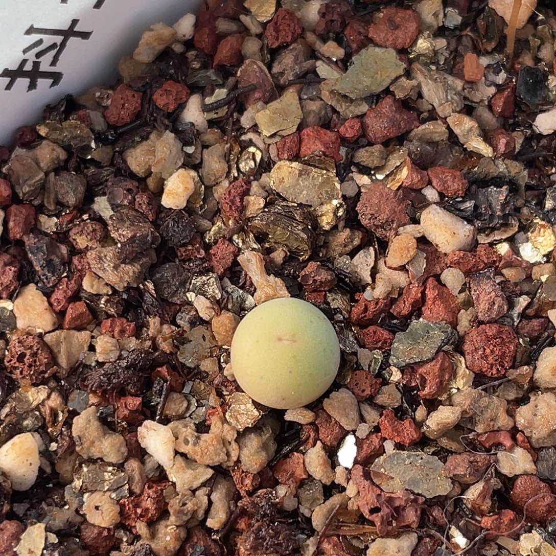 18-56肉锥433v嘴肉锥