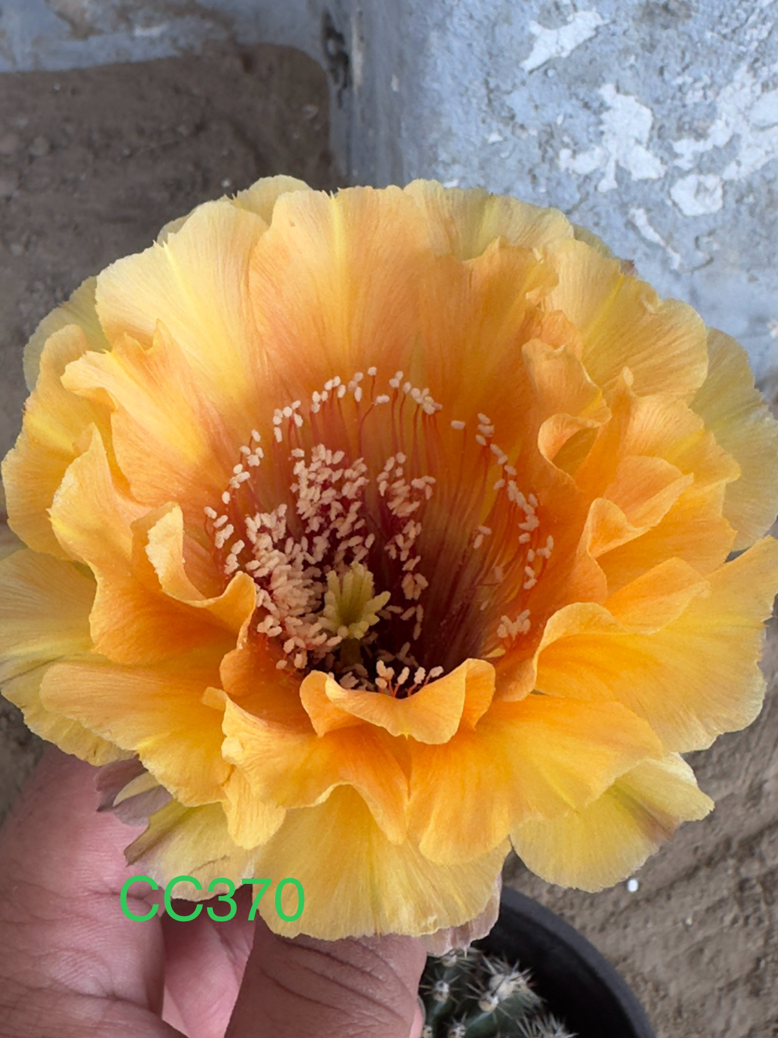 彩草无根侧芽歪CC370号