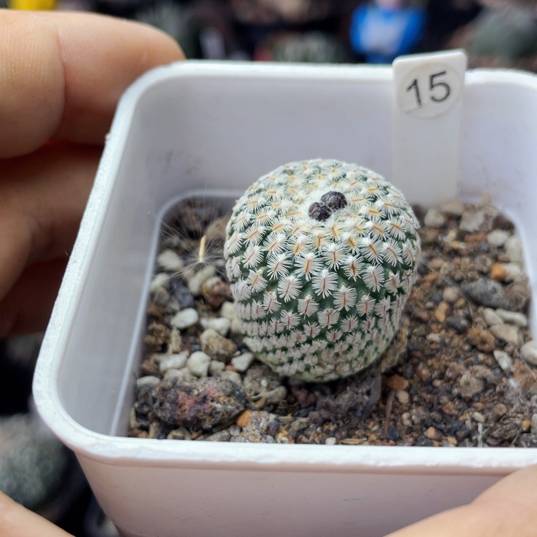 仙人球满28包邮盆5公分精巧殿2.5公分