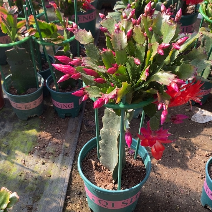 向***浅完全开放078重瓣花