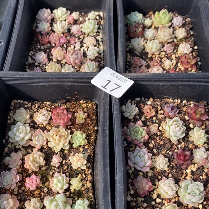 17 多肉植物盆栽花卉