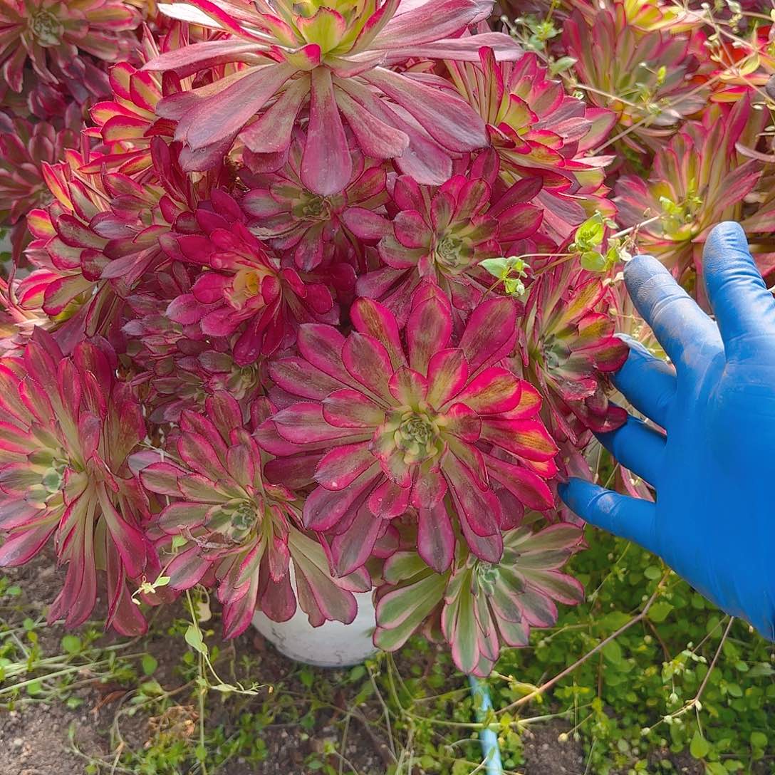美即老庄多肉植物208