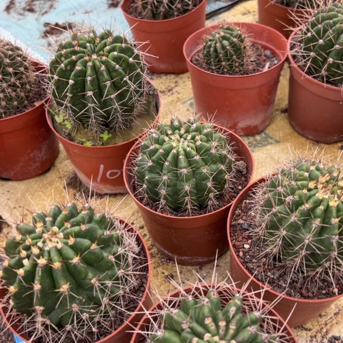 【闪购商品】凤羽10号5公分一个