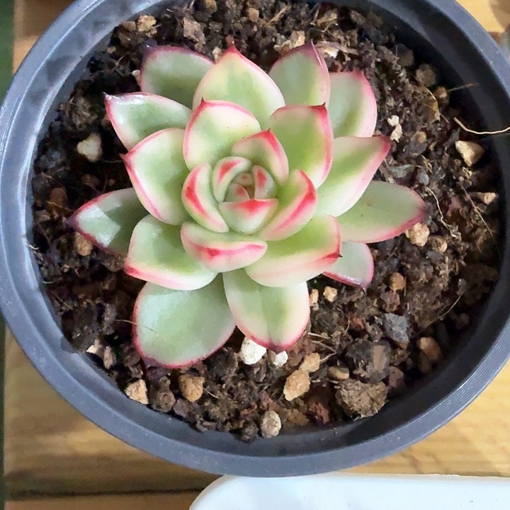 阿斯娜锦可带盆土发货多肉