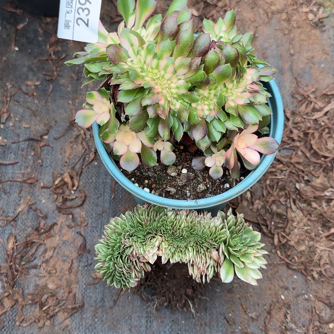 239多肉 香妃高锦缀 加伊丽莎白缀