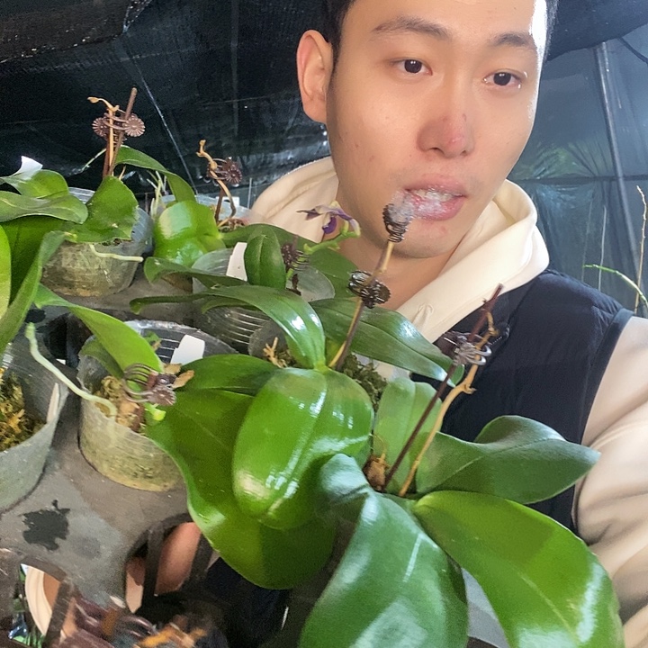 无花朵印地狗清仓