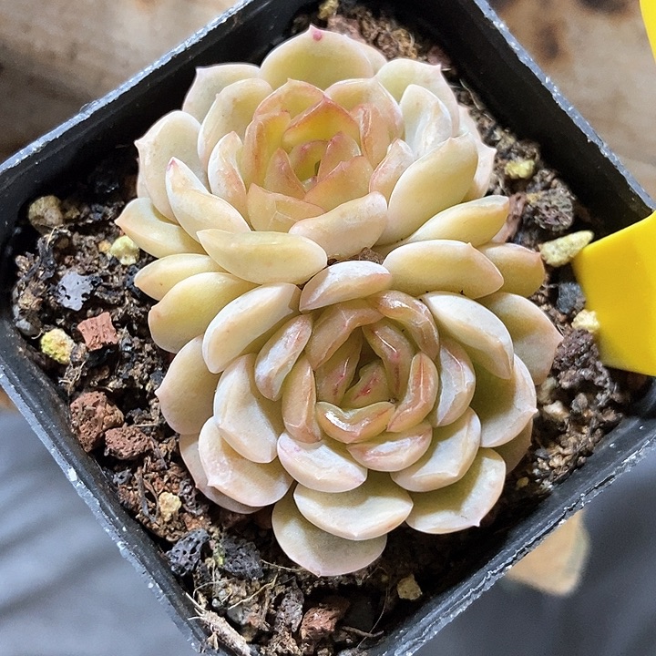 多肉植物融晶713