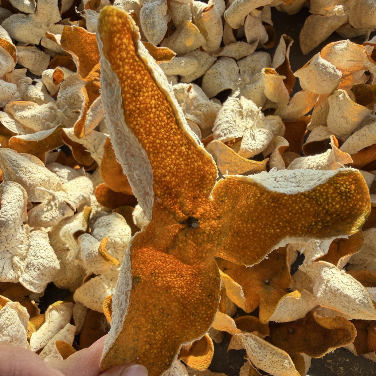 【天马原枝大红】2025新会天马原枝大红皮陈皮油包饱满柑香浓郁