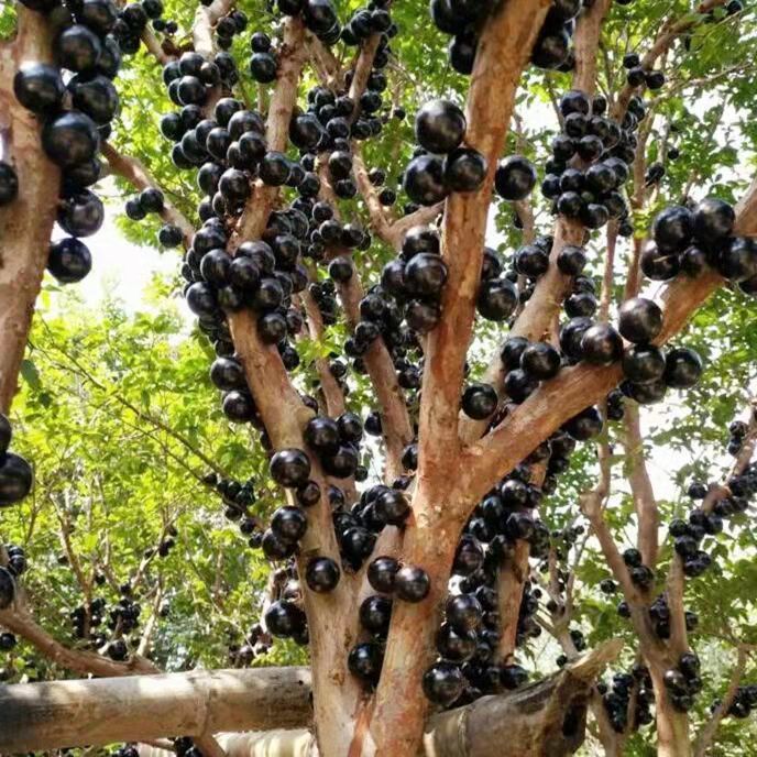 直播间一物一拍果树苗5