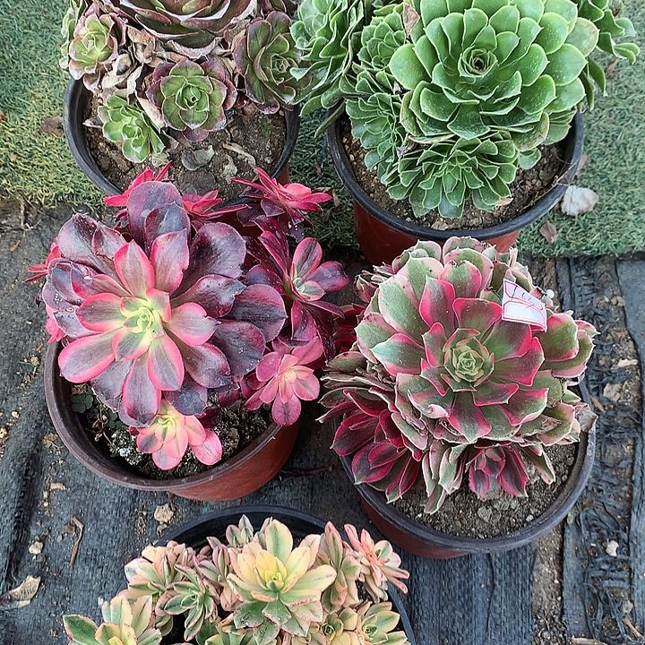 788五棵多肉植物