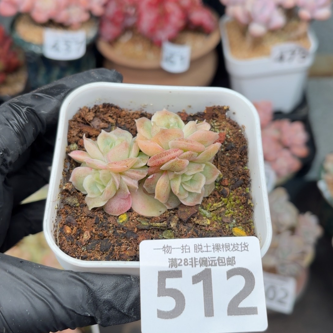 虾饺四头无盆土发货