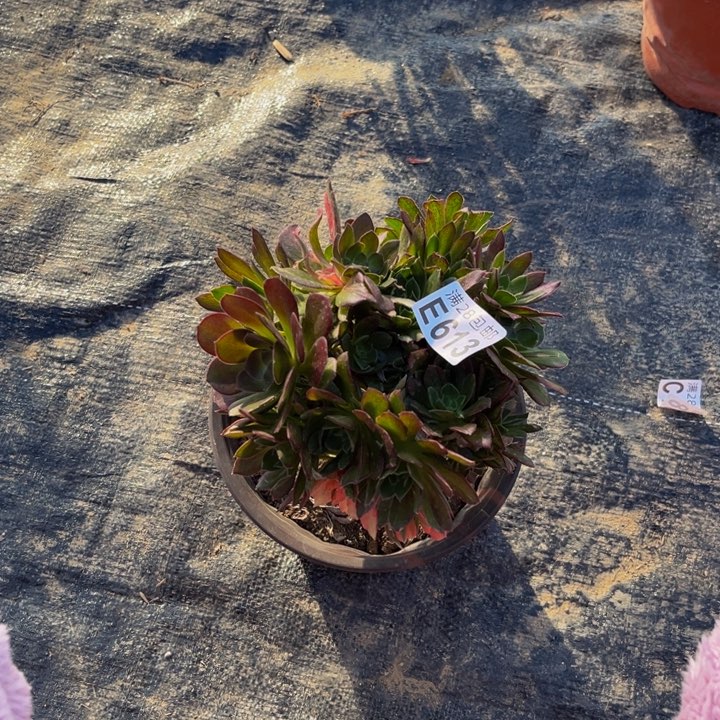 613多肉植物一物一拍