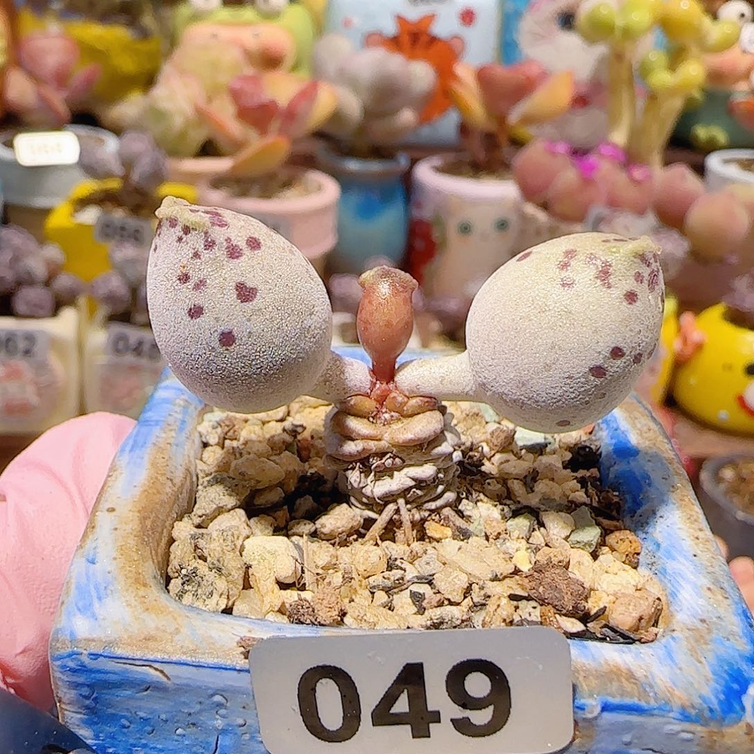 T一家三口粉海豹盆口3.5cm