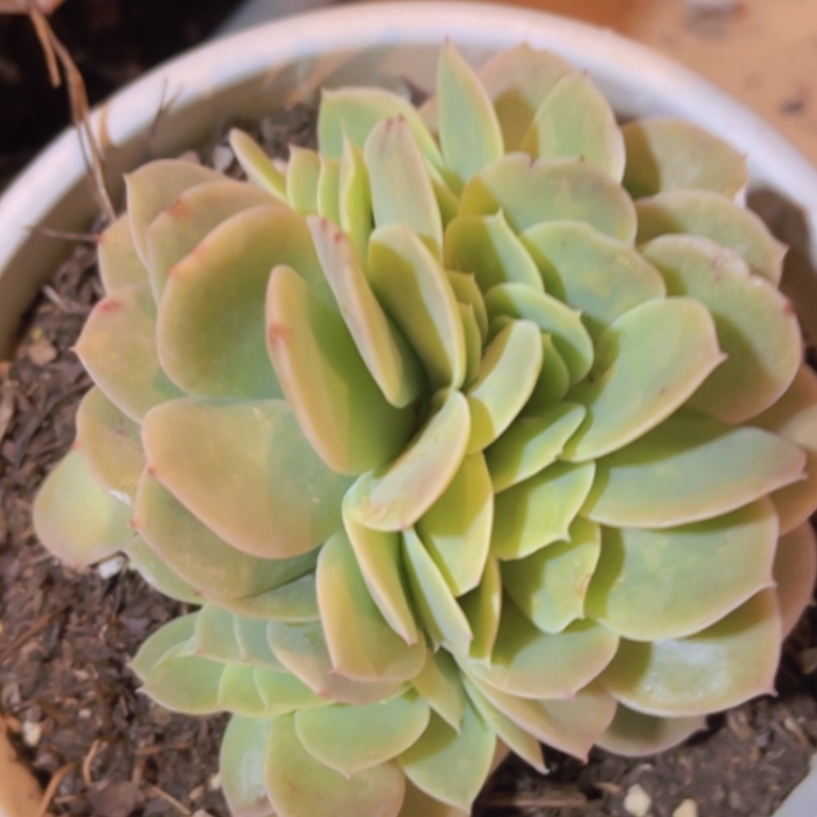 【闪购商品】星纳塔缀24293