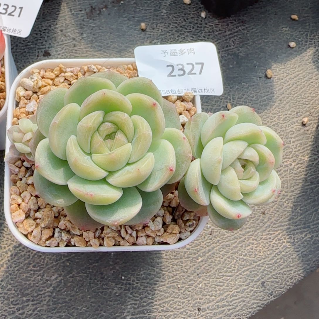流心珍妮，2327多肉植物