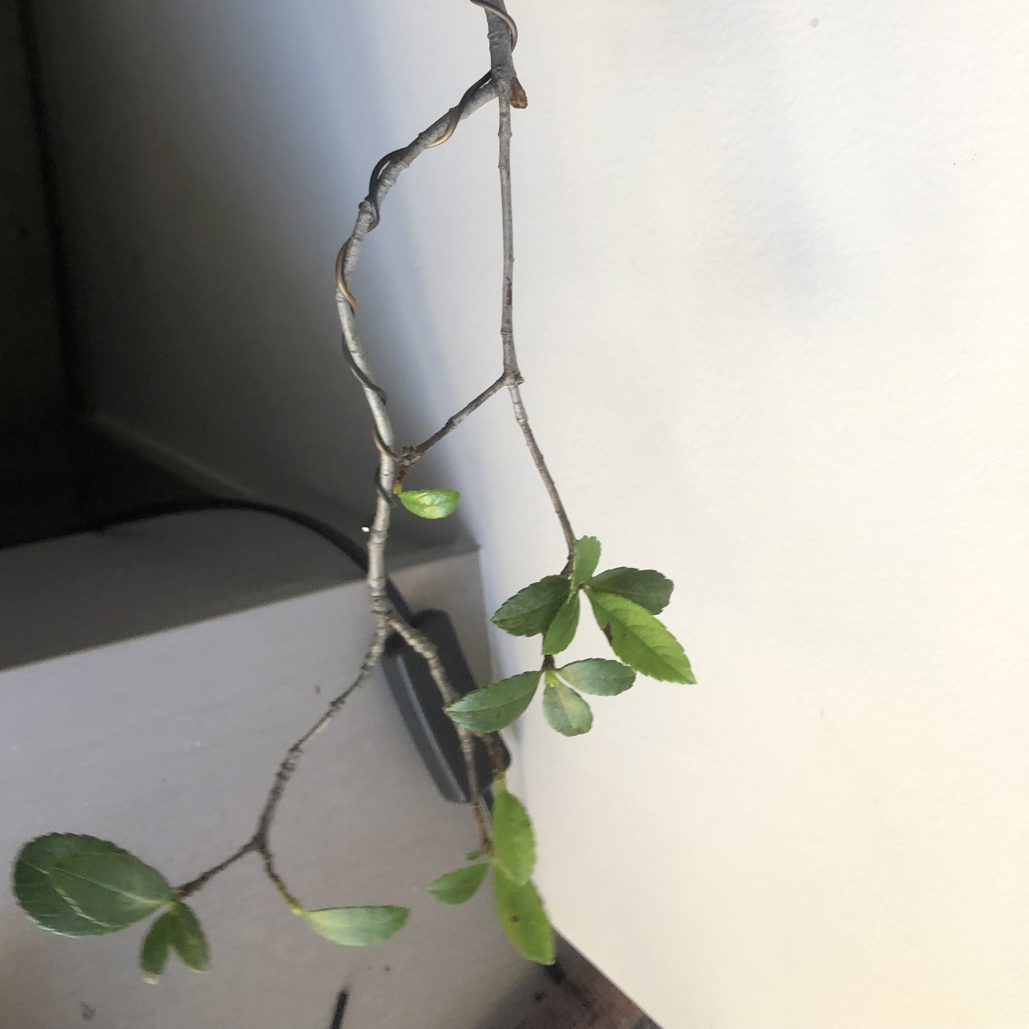 海岛春花石斑木春天开花室内绿植盆景花卉养护精致光照