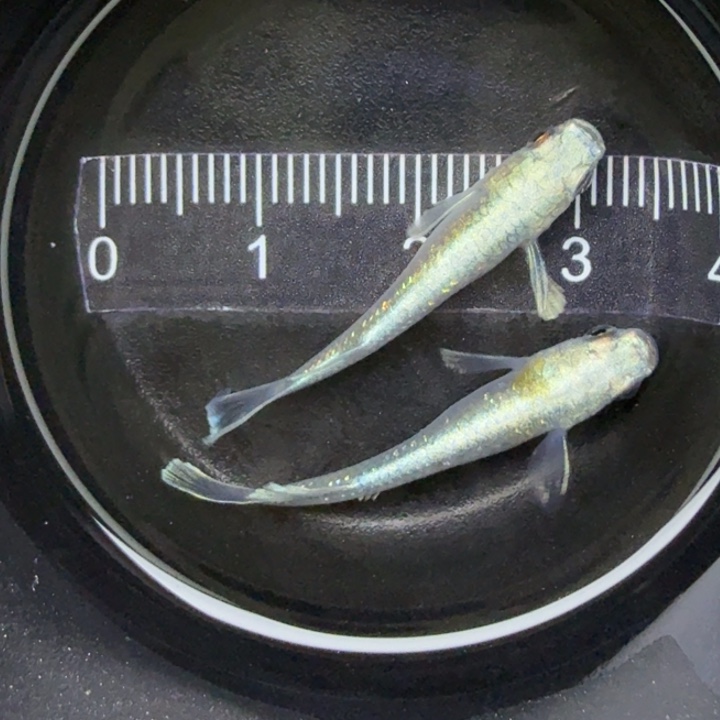 青鳉鱼宽鳍玛丽亚17号