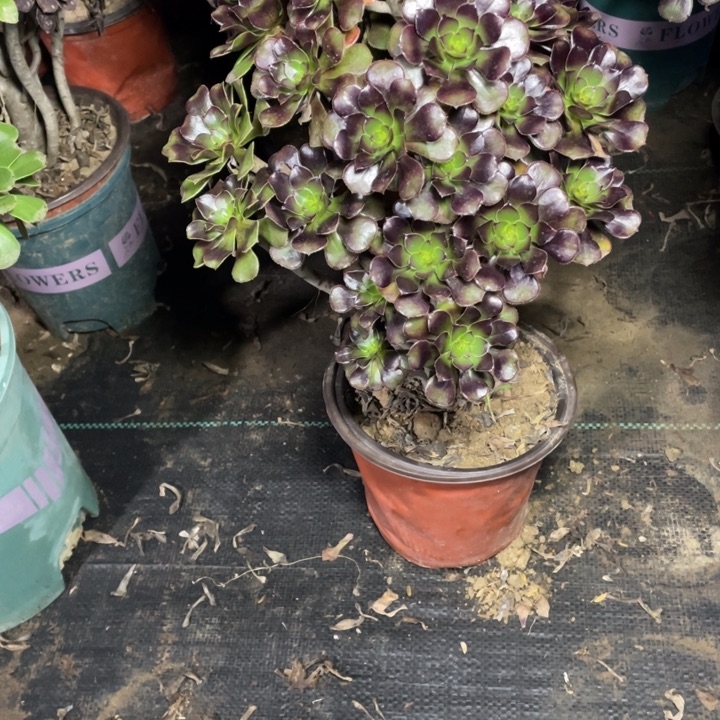 33黑法师多肉多肉植物