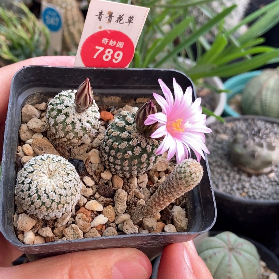 实生美针玉加精巧殿一盒打包