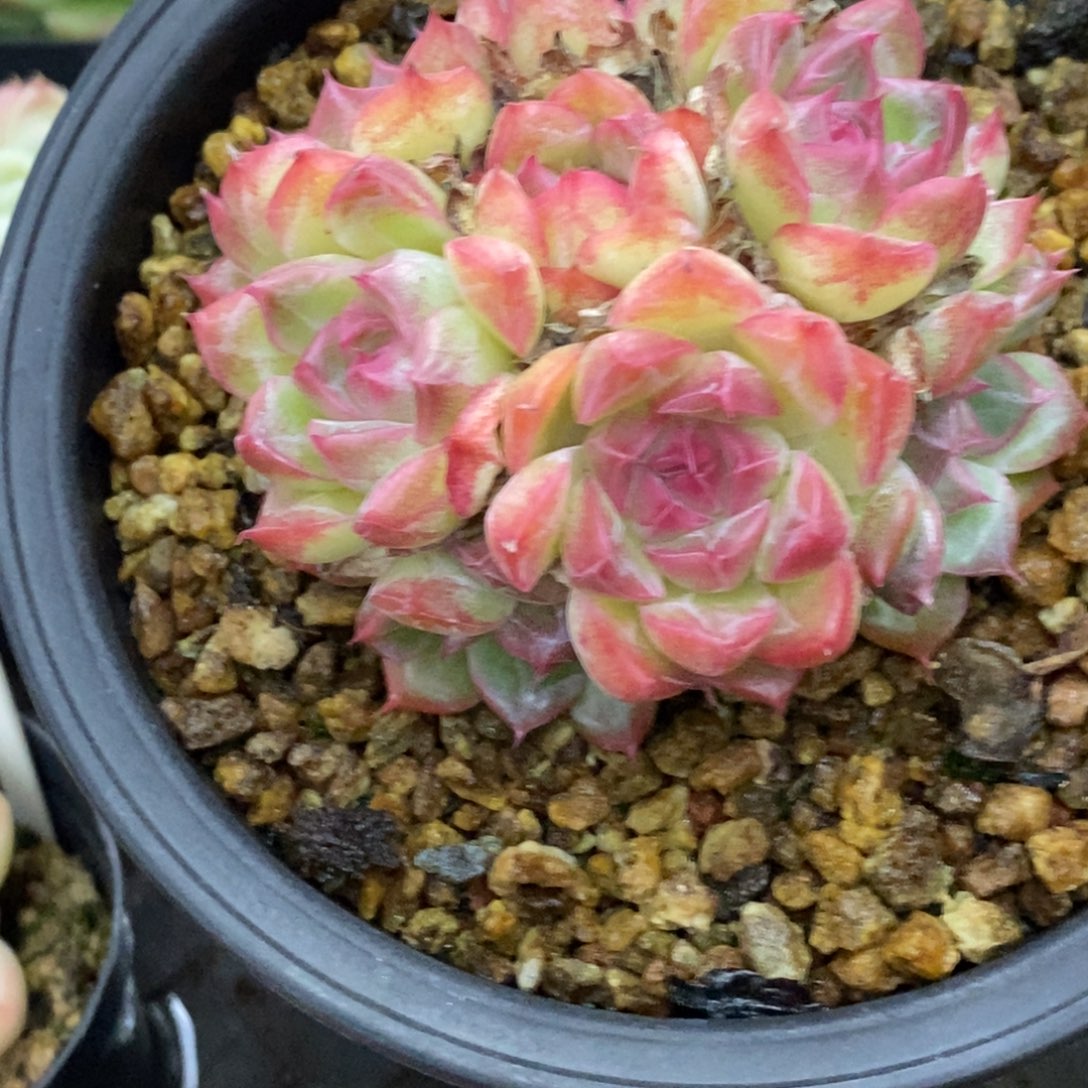 精品多肉一物．．．拍不包整104