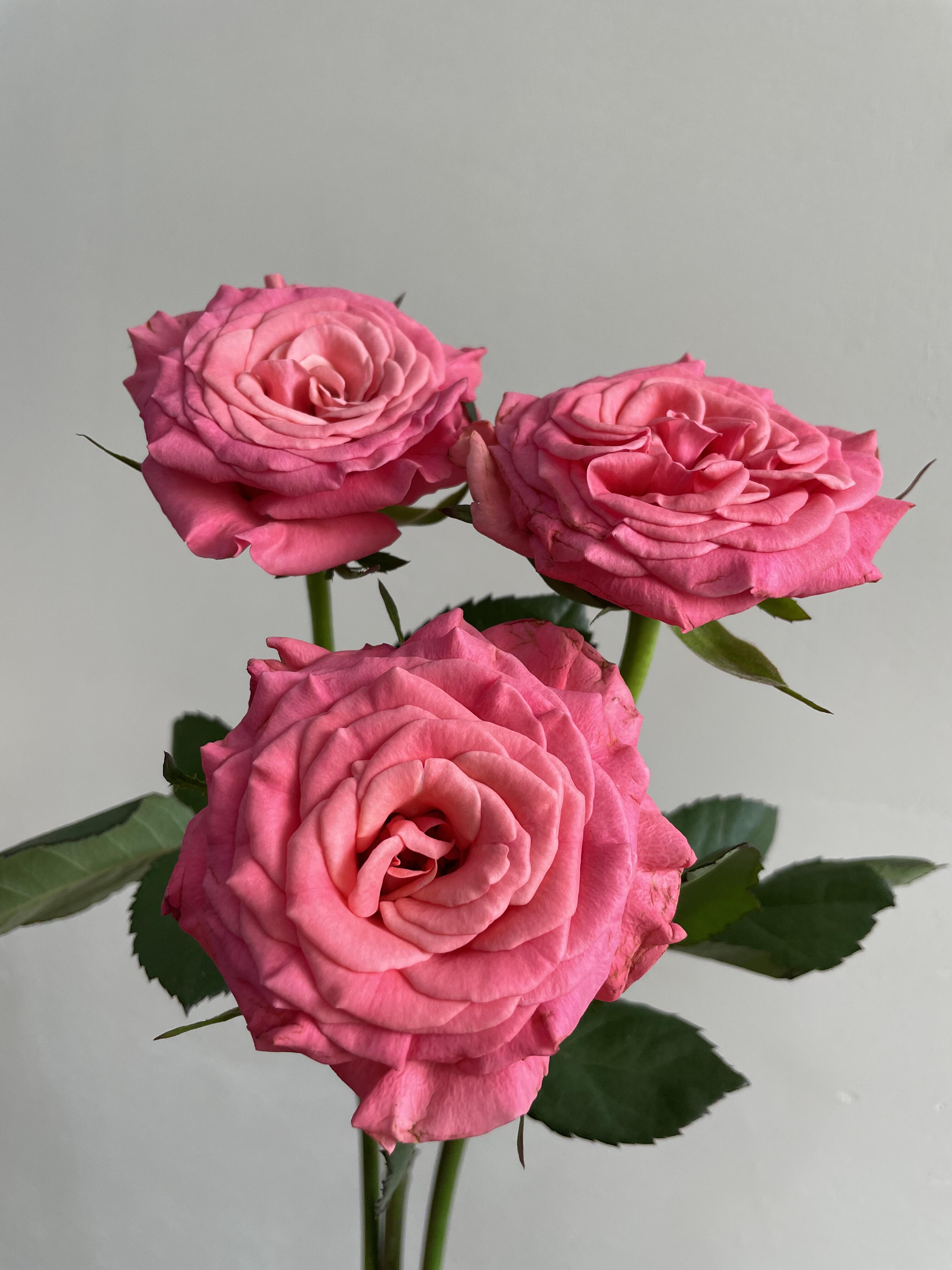 【买一送一】C级少女梦境玫瑰10支   云南基地鲜花 直发  家养水养