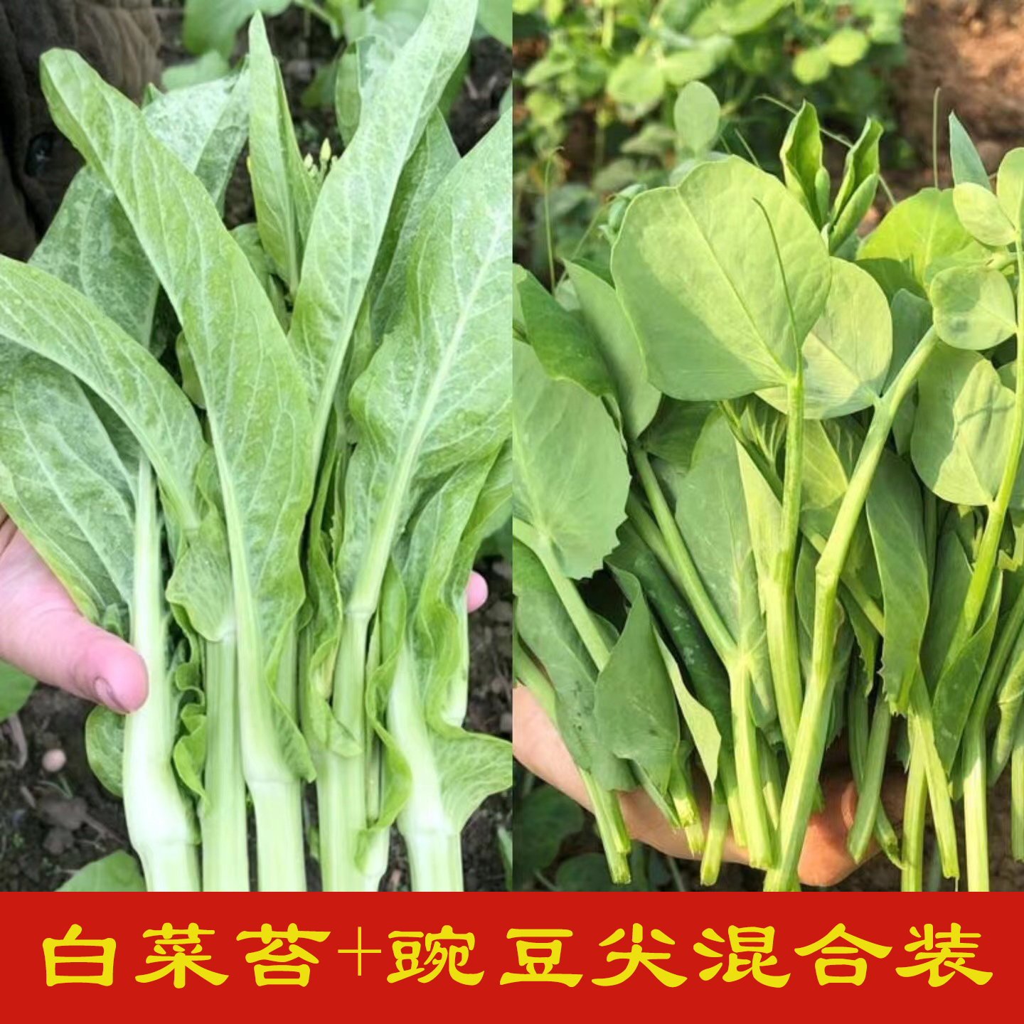 四川新鲜白菜苔+豌豆尖蔬菜组合混合装各一半发货