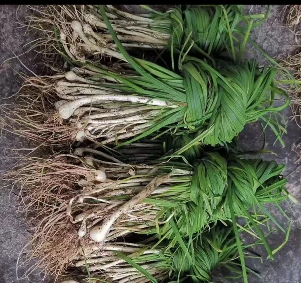 贵州深山现挖小野葱（有小有大带泥发货）