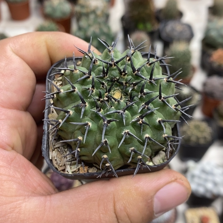 黑刺凤头实生特价