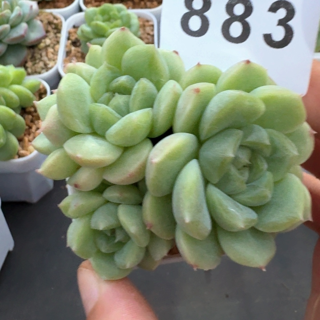 发***橙珍妮群生            精美多肉植物