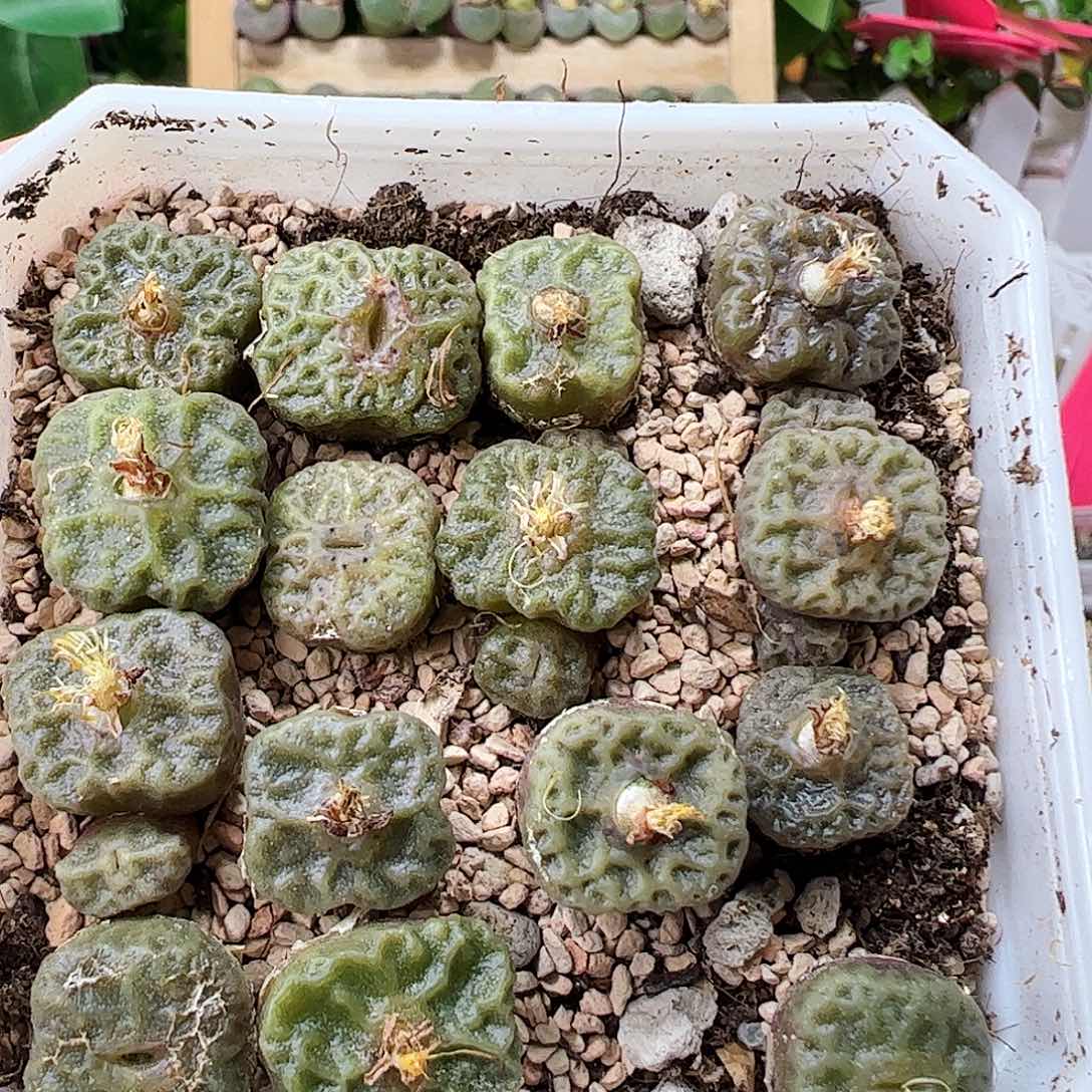 烧麦带盆发……………………………