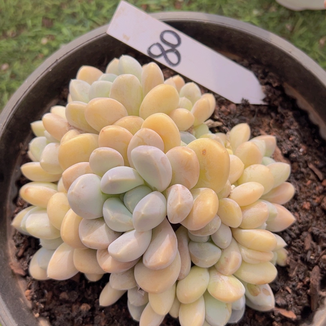 香玉的故事是一个人的故事吗