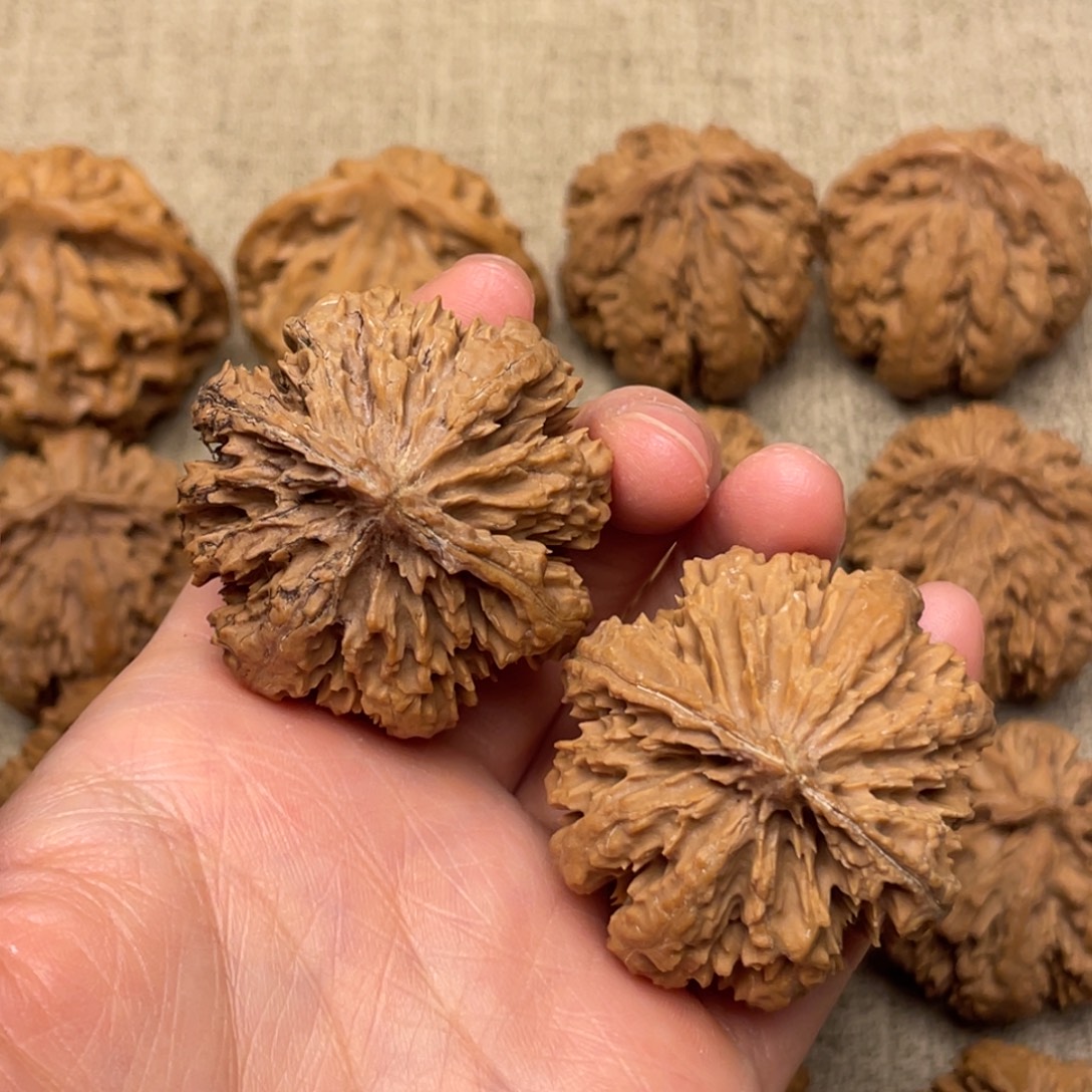 石***牛核桃秦岭核桃18号