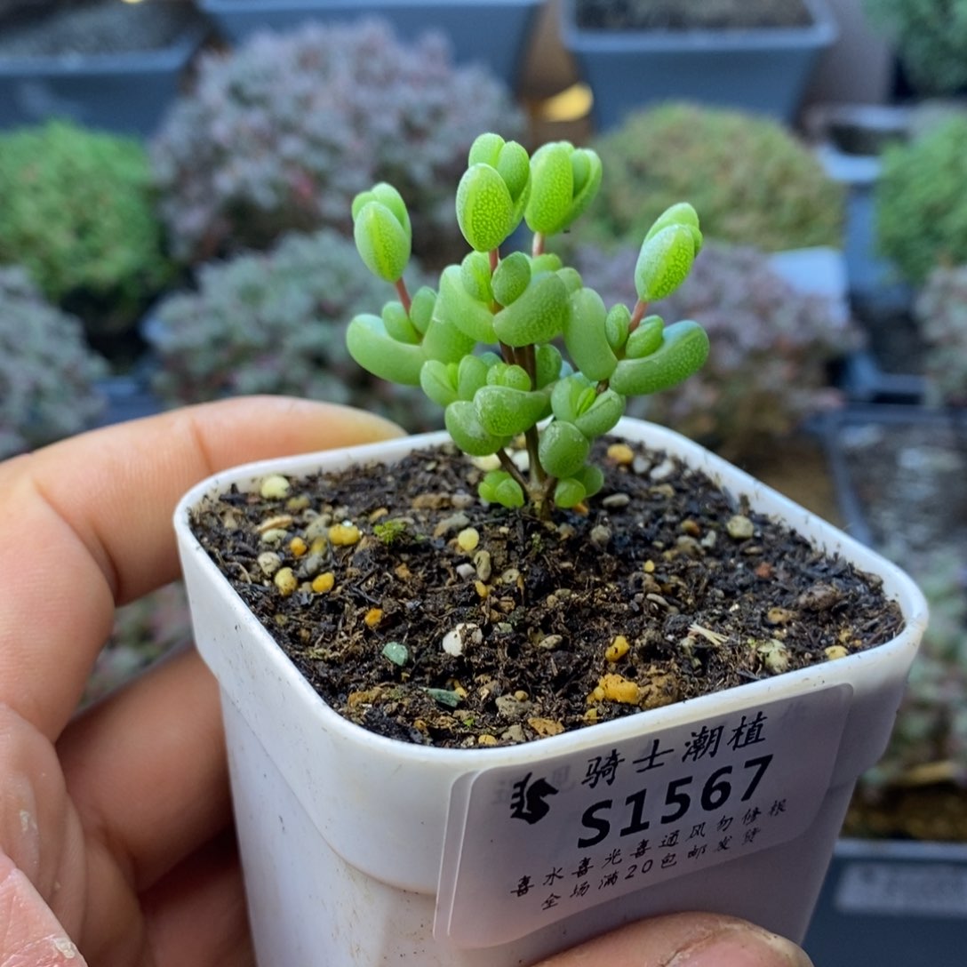 1567元宝枝干番杏