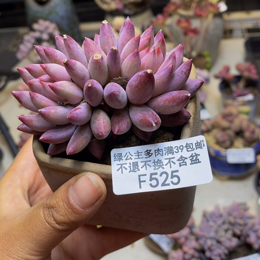 一****°525金鱼姬多肉5c m