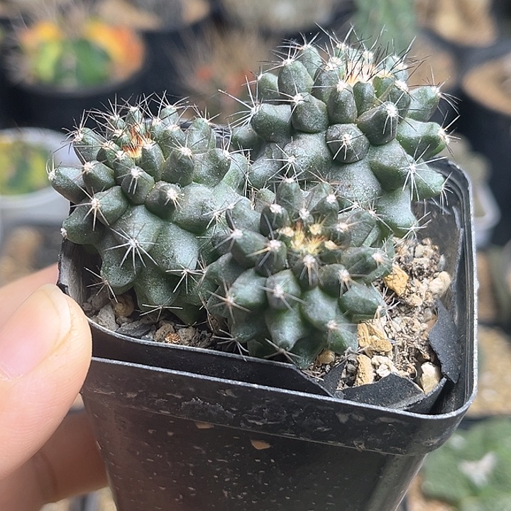 公子丸龙爪球属实生球7公分