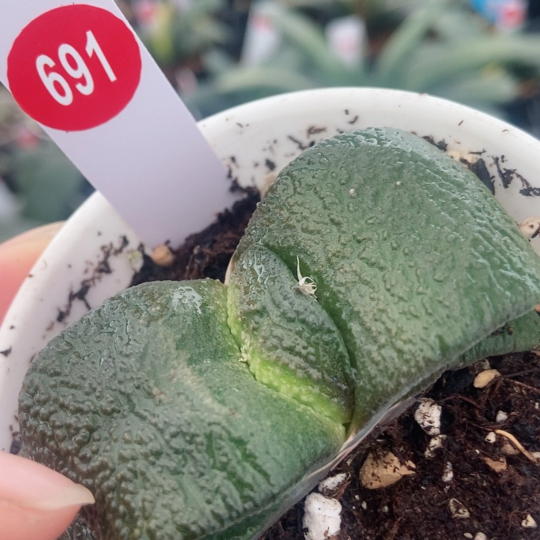 691卧牛实生带盆发货