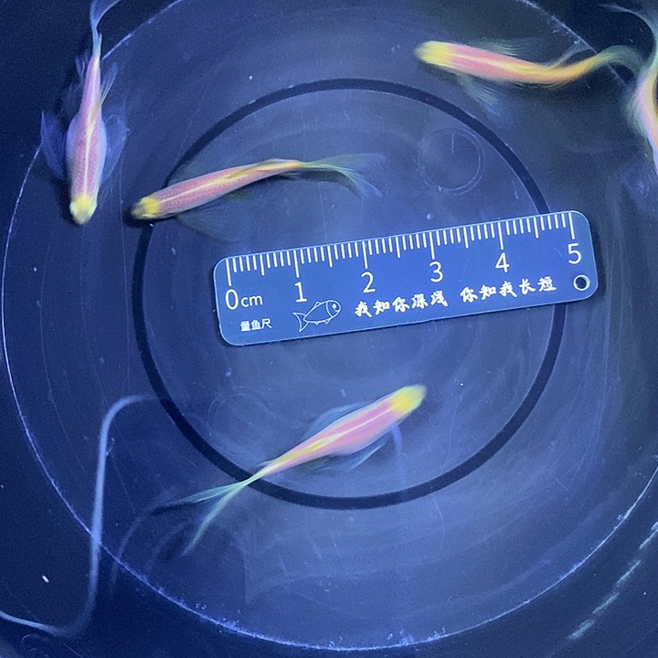 斑马鱼蝶翼斑马3-4厘米5条