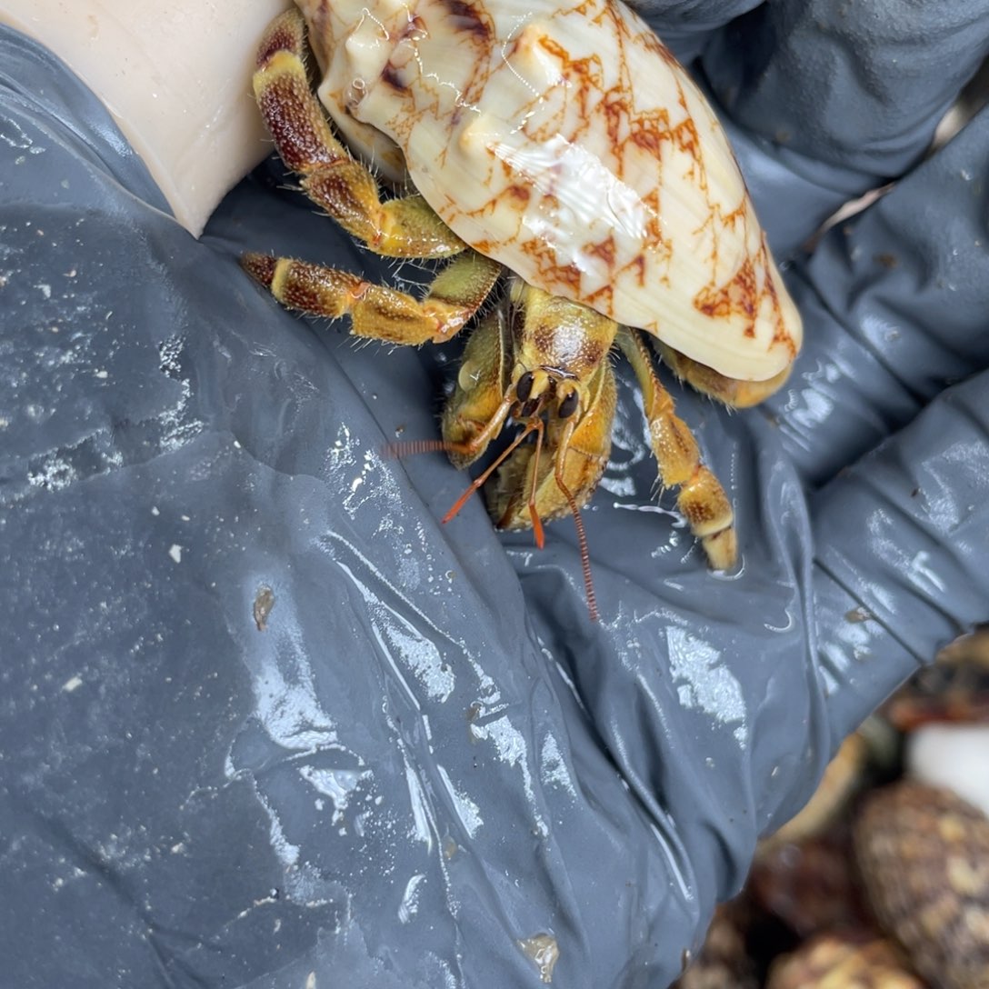 不退不换活体宠物92